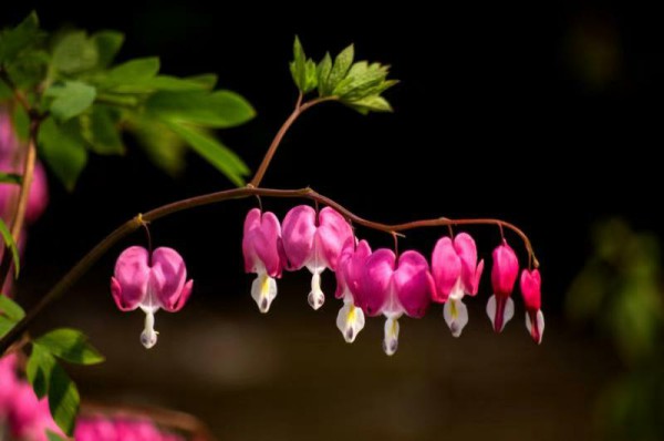 1二分公司 生機(jī) 單 晨 攝.jpg